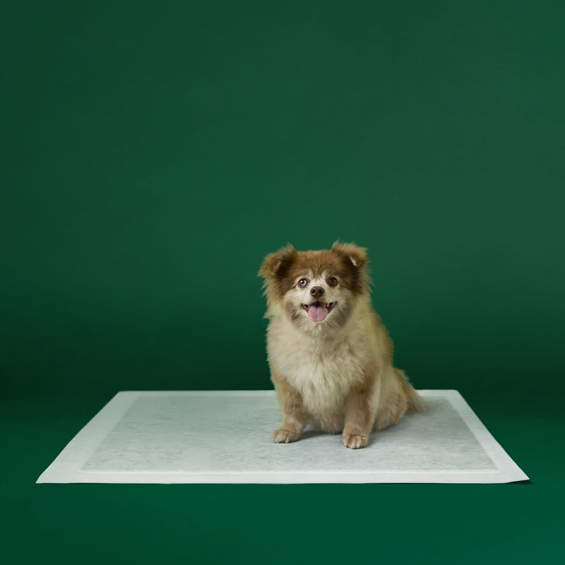 Disposable Dog Pee Pads with AbsorbShield+ Technology B2